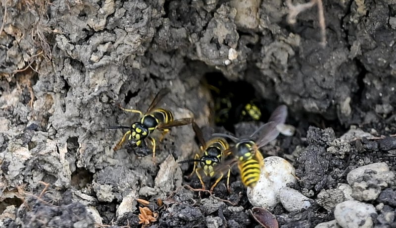 Die Erdwespen bei ihrem Nest am St. Valentiner Friedhof (Bild: Dostal Harald)