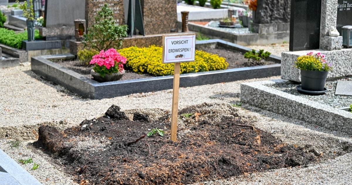 56+ Erdwespennest Im Garten, Wie das trotzdem gelingt und wie man
