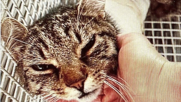 When the missing house cat "Archie" was found, he had an injury and needed an operation. (Bild: Christian Schulter)