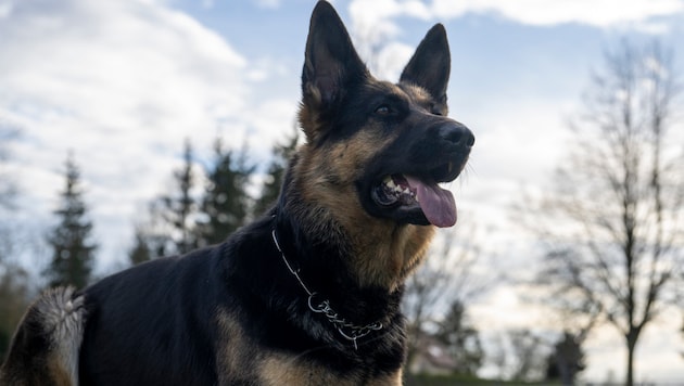 Two German Shepherds (here another representative of this breed) died in agony. (Bild: picturedesk.com/Stefan Puchner / dpa / picturedesk.com)