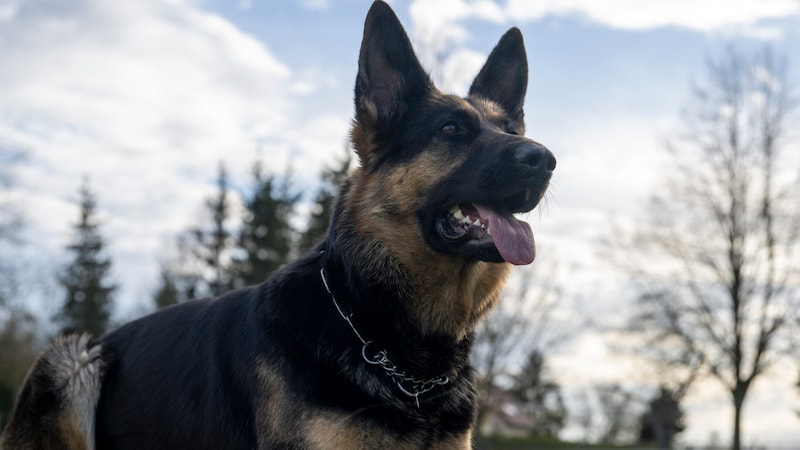 Two German Shepherds (here another representative of this breed) had to die in agony. (Bild: picturedesk.com/Stefan Puchner / dpa / picturedesk.com)