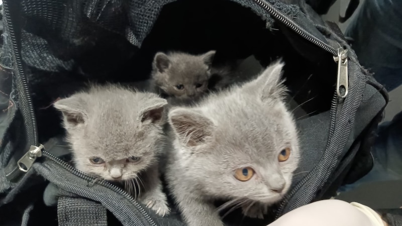 Smugglers also cause animal suffering. Among other things, six live kittens were smuggled out of Istanbul. (Bild: BMF/Zoll)