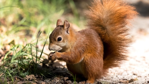 Many a nut has already been eaten with relish in Karin's "Noah's Ark" for orphaned baby squirrels (Bild: Alois Huemer)