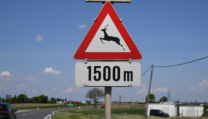 In the coming weeks, increased caution is required in deer crossing zones.