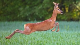 Gerade in der Brunftzeit jagen die sonst so scheuen Rehe oftmals blindlings über die Straße.  (Bild: Scharinger Daniel)