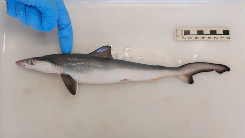 13 sharpnose sharks were on "coke". (Bild: Glomex/dpa)