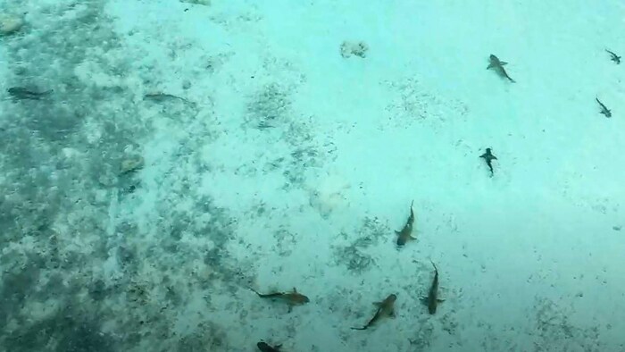 The blacktip reef sharks are disappearing more and more from the bay, which they actually use ...