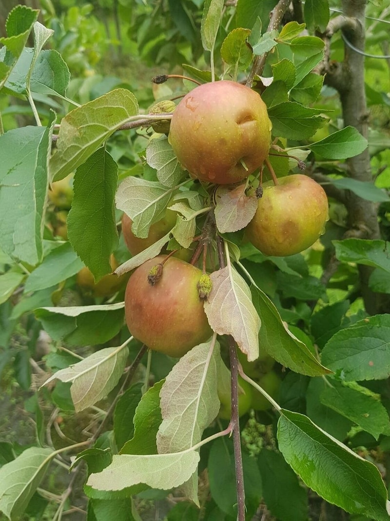 und Hagelschäden in den Obstplantagen. (Bild: Michael Meusburger)