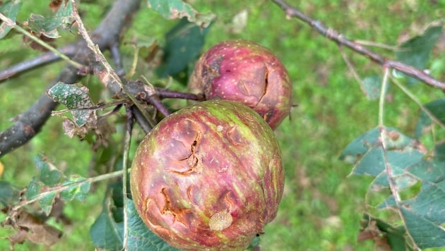 Der Hagel verschonte auch die Obstbauern nicht. (Bild: Michael Meusburger)