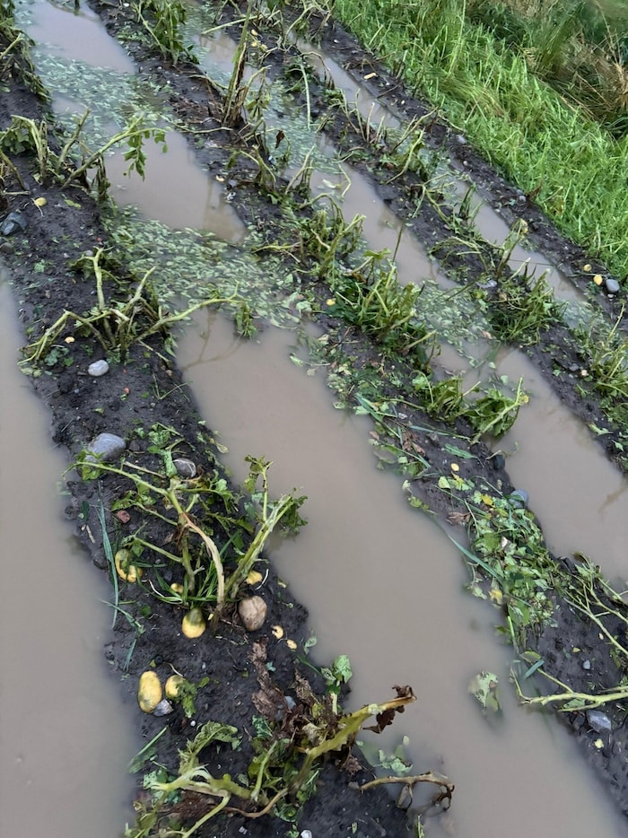 Flooded potato fields