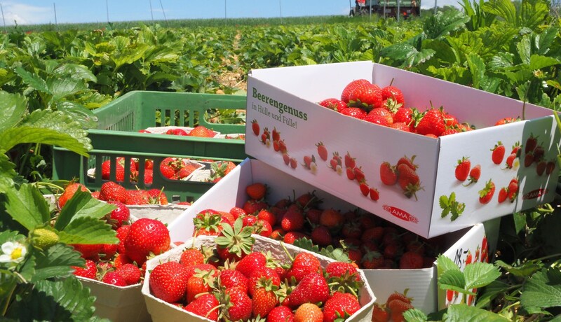 Strawberries are one of the most popular summer fruits in Lower Austria. Accordingly, attention must be paid to quality. (Bild: GabrieleMoser)