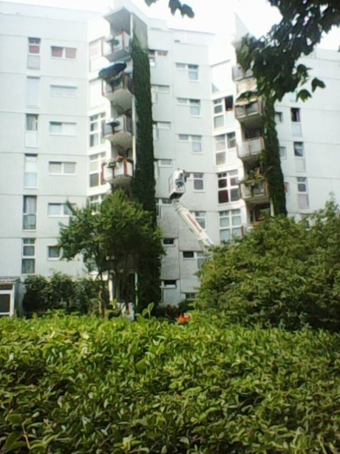 Mitte Juli kam es zum Kahlschlag in der Anlage. 