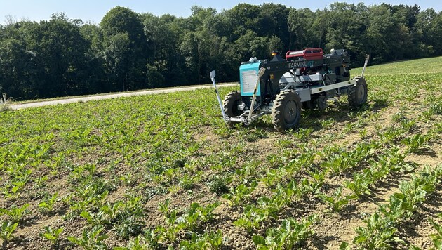 Ein autonomer deutscher Hackroboter beim „Feldversuch“. 