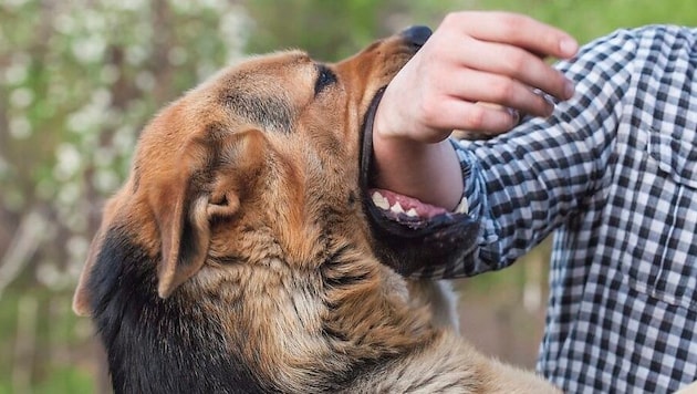 The neighbors filmed the attack by the shepherd dogs (symbolic image). (Bild: stock.adobe.com/Dimid - stock.adobe.com)