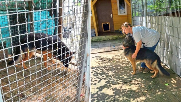 The male dog was locked up in this kennel. Animal rights activists freed him. (Bild: zVg)