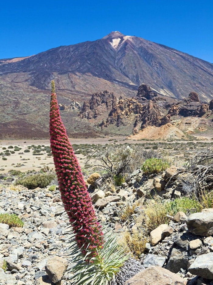 Vor dem majestätischen Teide, dem höchsten Berg Spaniens, erstreckt sich eine atemberaubende ...
