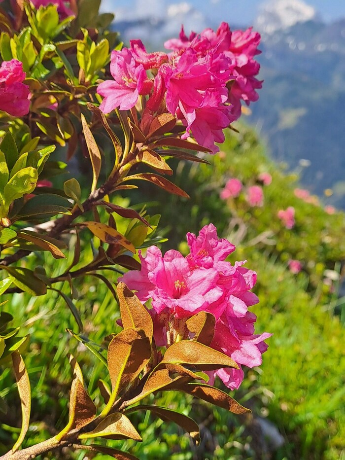 The pink-leaved alpine rose.