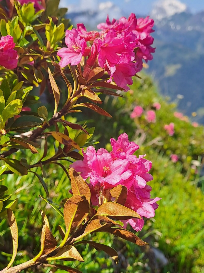 The pink-leaved alpine rose. (Bild: Bergauer Rubina)