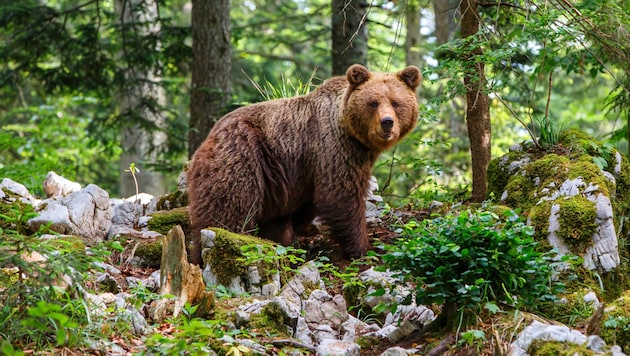 A woman accompanying the cyclist reports that it was a female brown bear with her three cubs. (Bild: stock.adobe.com/henk bogaard - stock.adobe.com)