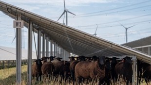Ökologische Beweidung des PV-Anlagen-Areals durch Schafe
