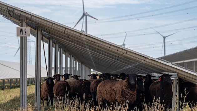 Ökologische Beweidung des PV-Anlagen-Areals durch Schafe