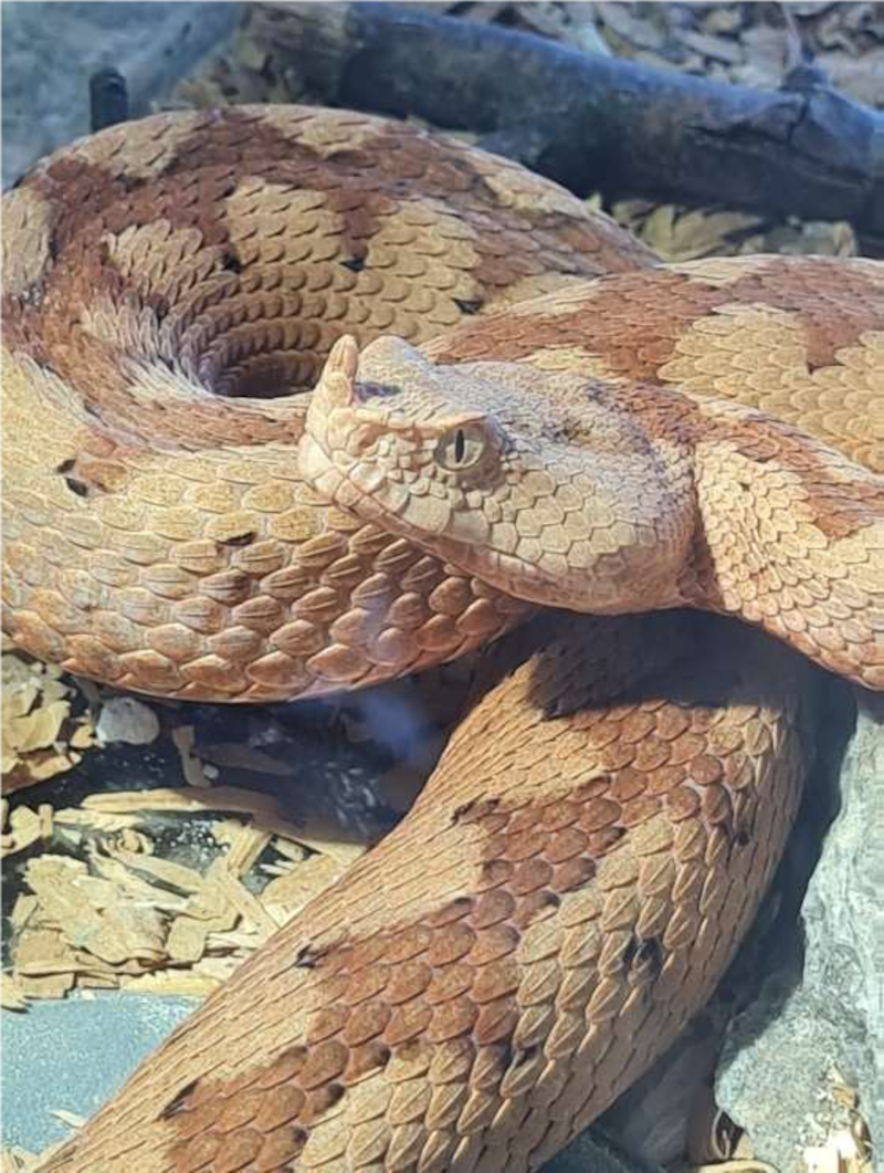 Many of the snakes are poisonous, such as this horned viper. (Bild: zVg)