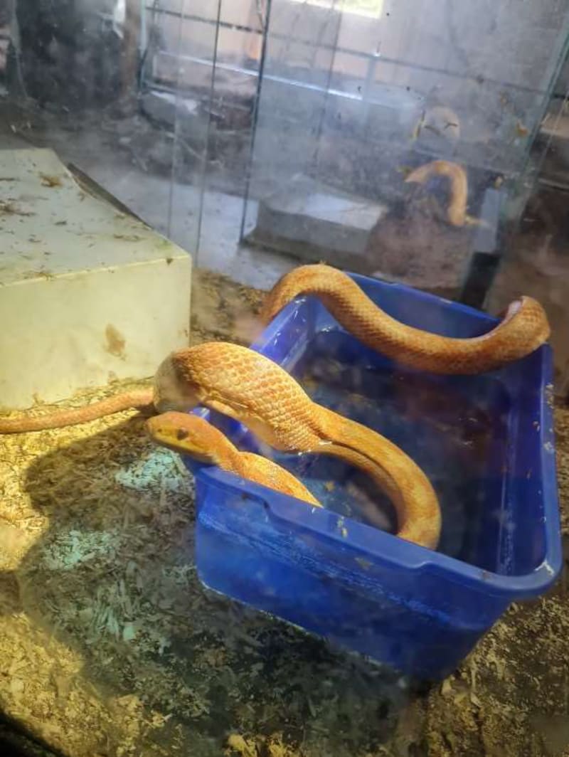 Some of the animals were kept in plastic tubs. (Bild: zVg)