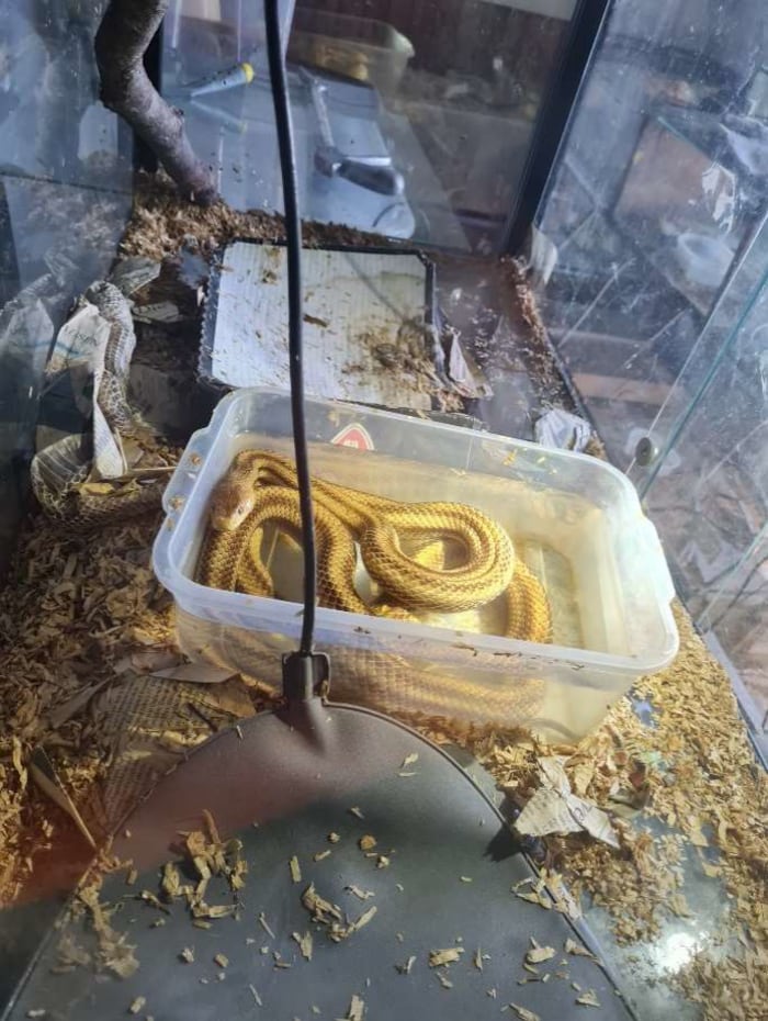 Neben den noch lebenden Schlangen wurden auch tote Tiere und Skelette gefunden.