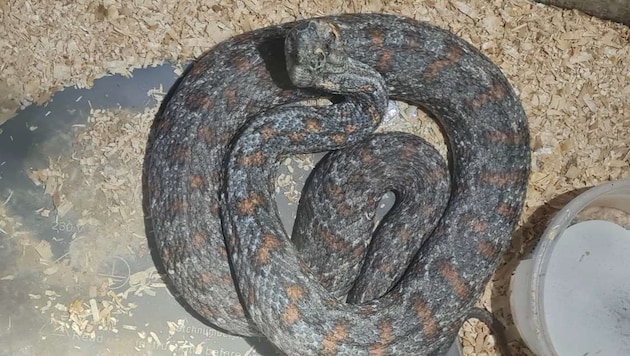 A total of 36 snakes were found, including highly venomous ones. (Bild: zVg)