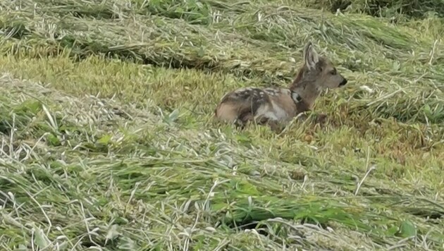 All four legs of this fawn are said to have been mowed off. (Bild: zVg)