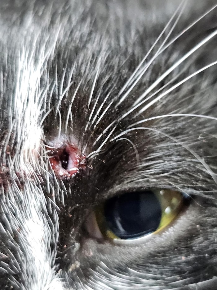 The bullet lodged in the flesh just above his eye. The owners removed the bullet, but another ...