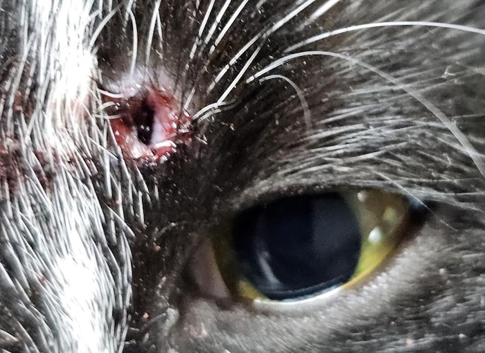 The projectile was lodged in the flesh just above the eye. The owners pulled out the bullet, ...