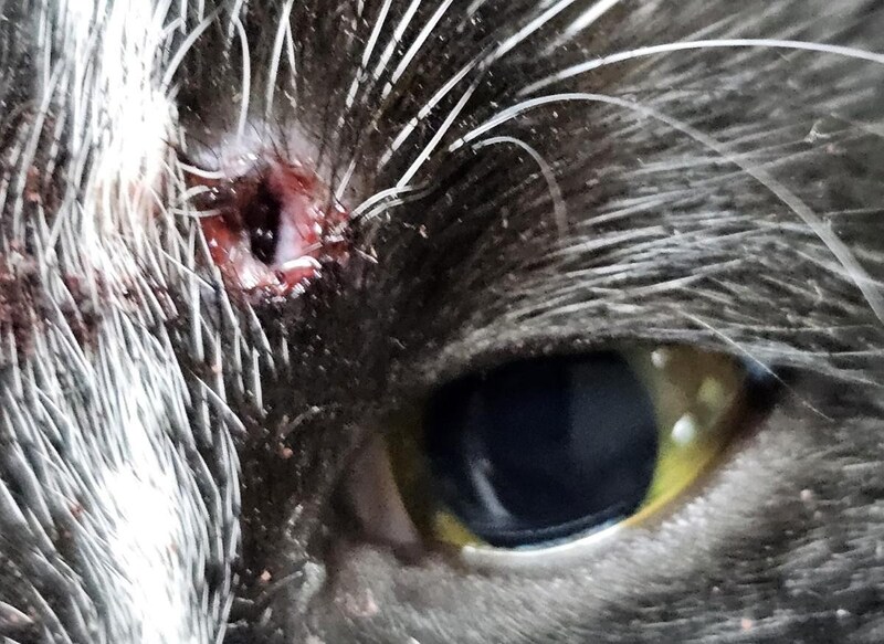 The projectile was lodged in the flesh just above the eye. The owners pulled out the bullet, another one remains in the cat's stomach. (Bild: zVg)