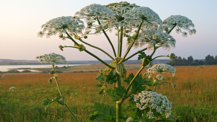 Giant hogweed claims dozens of burnt victims every summer.