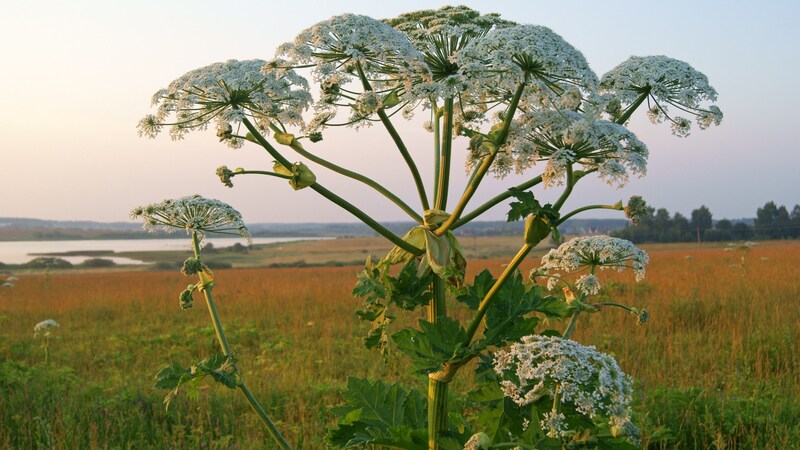 Giant hogweed claims dozens of burnt victims every summer. (Bild: stock.adobe.com/hapelena - stock.adobe.com)