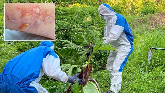 Helpers can only take action against giant hogweed with protective suits. Anyone who touches this frightening plant must expect severe burns and even require emergency medical treatment. (Bild: Stadtkommunikation, Gabriele Moser)