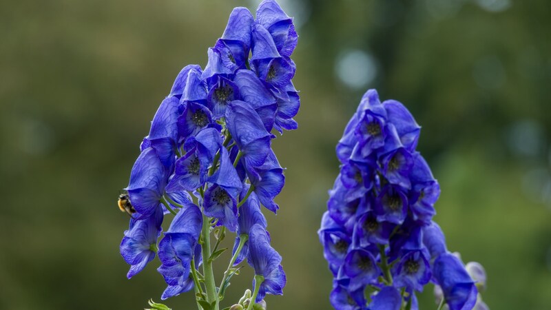 Monkshood is considered the most poisonous plant in Europe. (Bild: stock.adobe.com/Penny - stock.adobe.com)