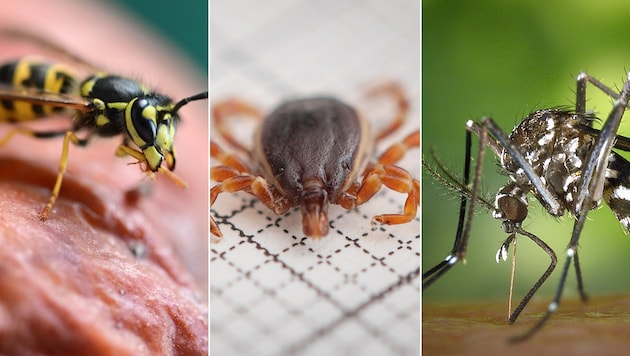 Infectious African ticks lurk in the meadows and tiger mosquitoes have already landed in the floodplains! And even the sting of a wasp can be fatal in the event of an allergic shock. (Bild: APA/dpa/Bernd Weißbrod, APA/Fabian Sommer, APA/CENTERS FOR DISEASE CONTROL/JAMES GATHAN)