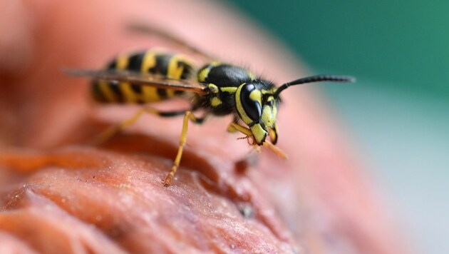 Wasp stings in the throat and pharynx can be fatal. (Bild: APA Pool/APA/dpa/Bernd Weißbrod)