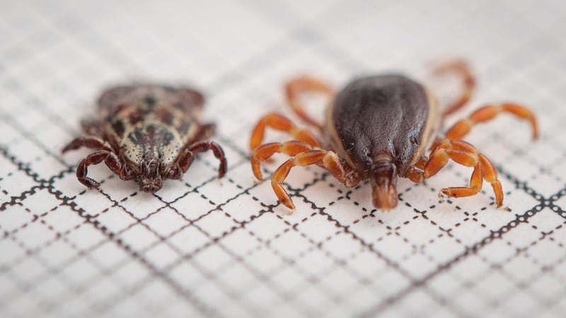 Size comparison: A giant tick (right) next to a common wood tick (left), the most common tick species in this country (Bild: APA Pool/APA/dpa/Fabian Sommer)