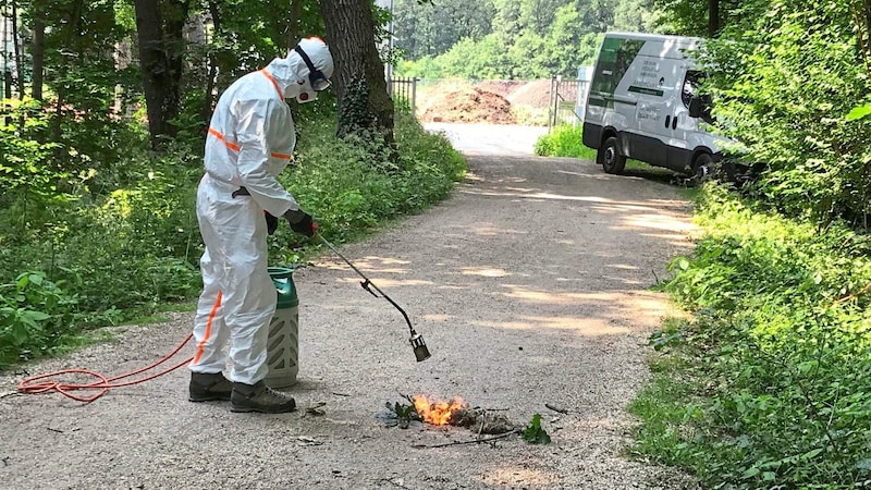 In Schönbrunn mussten Eichenprozessionsspinner bekämpft werden. (Bild: Bundesgartenamt)