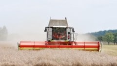 Zwischen 80 und 85 Prozent der Winterweizenernte wurden bereits eingeholt (Bild: Dostal Harald)