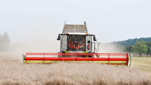 Zwischen 80 und 85 Prozent der Winterweizenernte wurden bereits eingeholt (Bild: Dostal Harald)