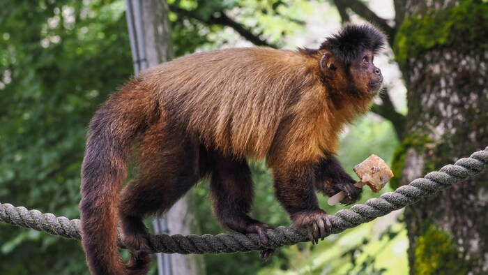 Eis als perfekte Abhilfe gegen Hitze gilt auch im Salzburger Zoo.