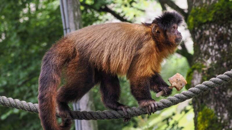 Ice cream is also the perfect remedy for the heat at Salzburg Zoo. (Bild: Zoo Salzburg/Köppl)