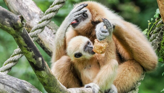 Gibbon girl Yuki had to work hard to get ice cream from mom Maya. (Bild: Zoo Salzburg/Köppl)