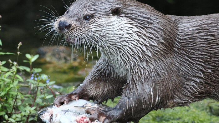 Für die Fischotter gab es eine Eisbombe mit fangfrischen Forellen.