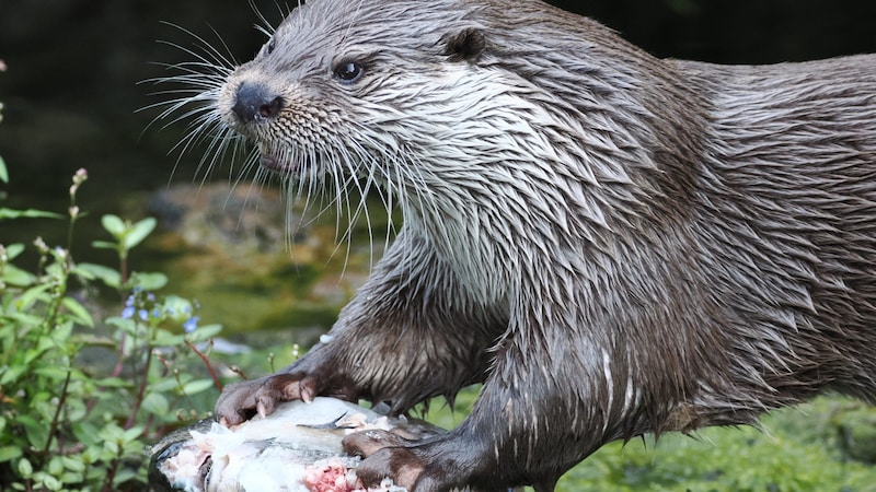 The otters were treated to an ice bomb with freshly caught trout. (Bild: Zoo Salzburg/Köppl)