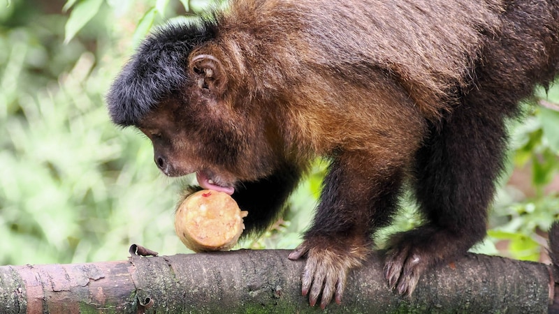 The crested capuchin monkeys love the cold surprise. (Bild: Zoo Salzburg/Köppl)