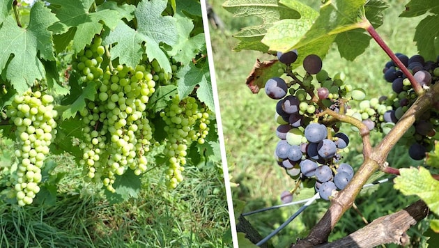 Recent pictures from Otto Knaus' vineyard show how far the grapes have already progressed in ripening. (Bild: Krone KREATIV/Otto Knaus)